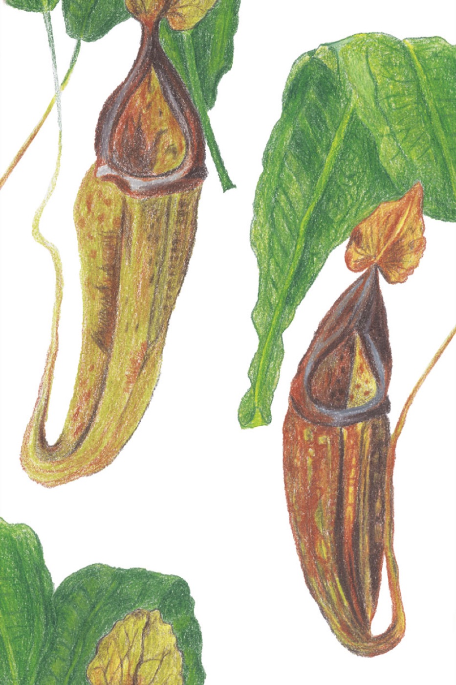 Illustration 11